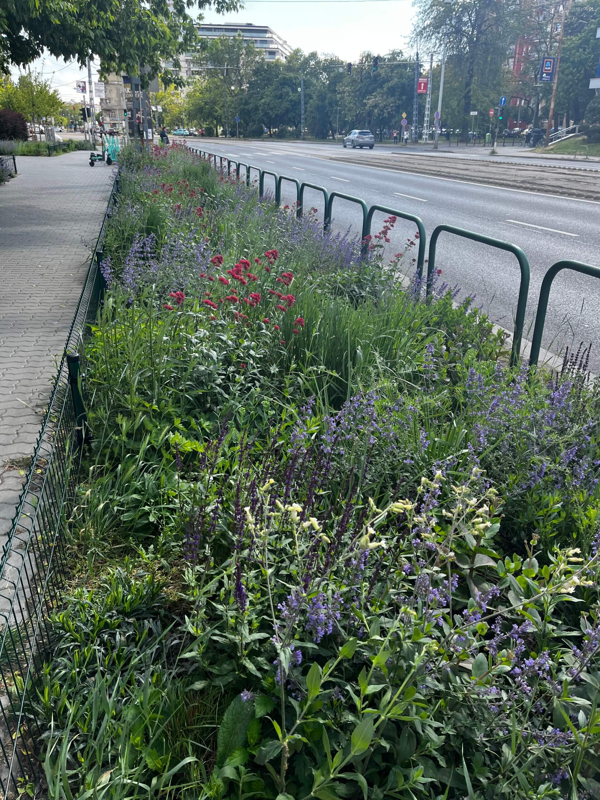 Béke téri biodiverz növényágyás